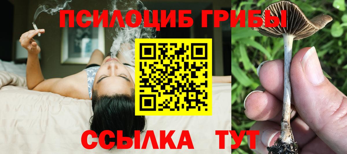 Псилоцибиновые грибы Psilocybe Шелехов